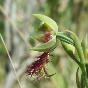 Calochilus montanus at Point 60 - suppressed