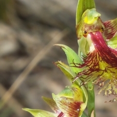 Calochilus montanus at Point 60 - suppressed