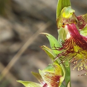 Calochilus montanus at Point 60 - suppressed