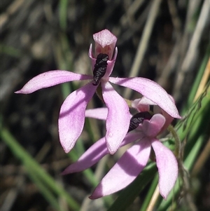 Caladenia congesta at Point 60 - 29 Oct 2015