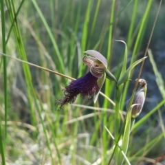 Calochilus platychilus (Purple Beard Orchid) at Aranda, ACT - 29 Oct 2015 by MattM