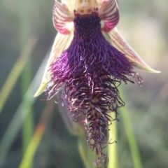 Calochilus platychilus at Point 73 - suppressed