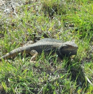 Pogona barbata at Flynn, ACT - 14 Sep 2013