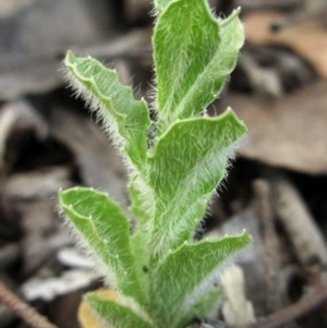 Wahlenbergia multicaulis at Dunlop, ACT - 29 Oct 2015 06:25 PM