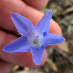 Wahlenbergia multicaulis at Dunlop, ACT - 29 Oct 2015 06:25 PM