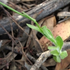 Wahlenbergia multicaulis at Dunlop, ACT - 29 Oct 2015 06:25 PM