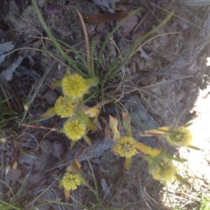 Triptilodiscus pygmaeus at Wamboin, NSW - 29 Oct 2015 10:59 AM