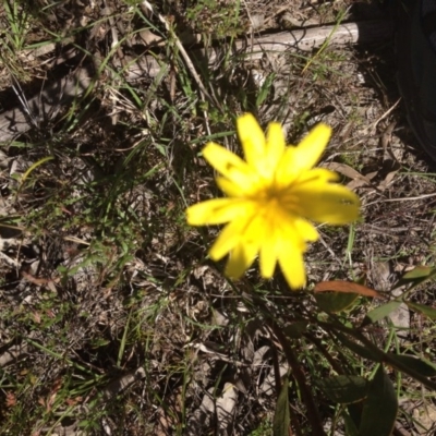 Microseris walteri (Yam Daisy, Murnong) at Bywong, NSW - 29 Oct 2015 by GeoffRobertson