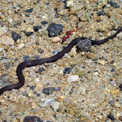 Drysdalia coronoides (White-lipped Snake) at Tennent, ACT - 25 Oct 2015 by NathanaelC