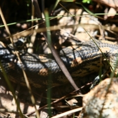 Tiliqua nigrolutea (Blotched Blue-tongue) at Namadgi National Park - 25 Oct 2015 by NathanaelC