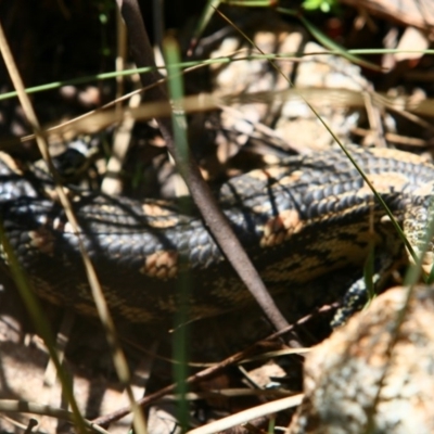 Tiliqua nigrolutea (Blotched Blue-tongue) at Namadgi National Park - 25 Oct 2015 by NathanaelC