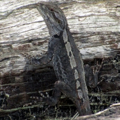 Amphibolurus muricatus (Jacky Lizard) at Namadgi National Park - 24 Oct 2015 by NathanaelC