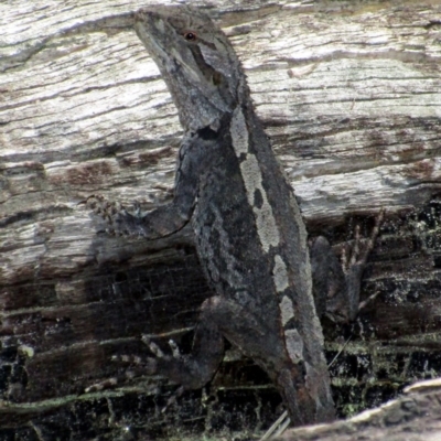 Amphibolurus muricatus (Jacky Lizard) at Tennent, ACT - 25 Oct 2015 by NathanaelC