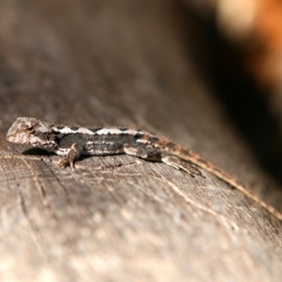 Rankinia diemensis (Mountain Dragon) at Tennent, ACT - 25 Oct 2015 by NathanaelC