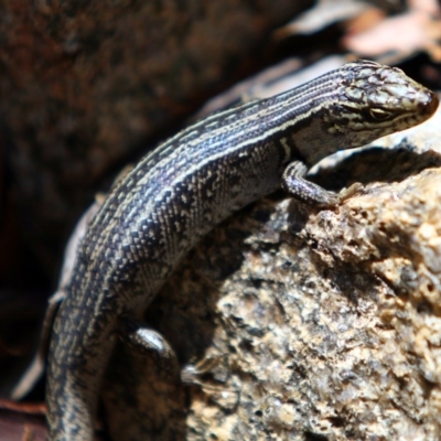 Liopholis whitii (White's Skink) at Namadgi National Park - 25 Oct 2015 by NathanaelC