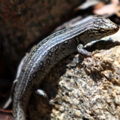 Liopholis whitii (White's Skink) at Tennent, ACT - 25 Oct 2015 by NathanaelC
