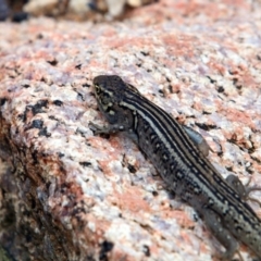 Liopholis whitii (White's Skink) at Namadgi National Park - 25 Oct 2015 by NathanaelC