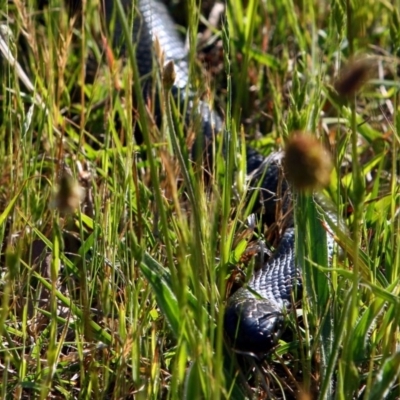 Pseudechis porphyriacus (Red-bellied Black Snake) at Tennent, ACT - 25 Oct 2015 by NathanaelC