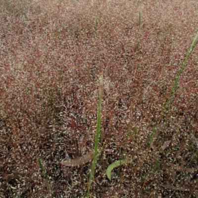 Aira elegantissima (Delicate Hairgrass) at Dunlop, ACT - 29 Oct 2015 by NathanaelC