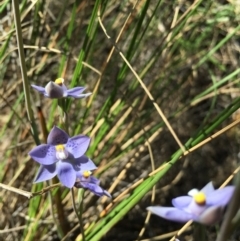 Thelymitra simulata (Graceful Sun-orchid) at Acton, ACT - 28 Oct 2015 by TobiasHayashi