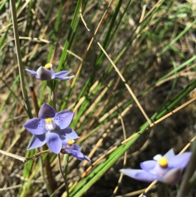 Thelymitra simulata (Graceful Sun-orchid) at Black Mountain - 28 Oct 2015 by TobiasHayashi