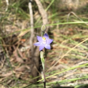 Thelymitra pauciflora at Acton, ACT - suppressed