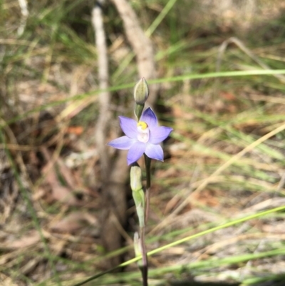 Thelymitra pauciflora (Slender Sun Orchid) at Black Mountain - 28 Oct 2015 by TobiasHayashi