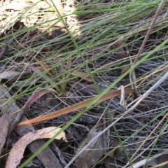 Thelymitra pauciflora at Acton, ACT - suppressed