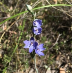 Thelymitra juncifolia (Dotted Sun Orchid) at Black Mountain - 28 Oct 2015 by TobiasHayashi