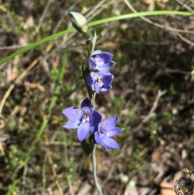 Thelymitra juncifolia (Dotted Sun Orchid) at Black Mountain - 28 Oct 2015 by TobiasHayashi