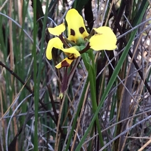 Diuris sulphurea at Point 63 - 18 Oct 2015