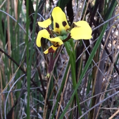 Diuris sulphurea (Tiger Orchid) at Aranda, ACT - 17 Oct 2015 by catherine.gilbert