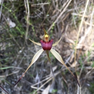 Caladenia montana at Rendezvous Creek, ACT - suppressed