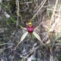 Caladenia montana (Mountain spider orchid) at Rendezvous Creek, ACT - 29 Oct 2015 by TobiasHayashi