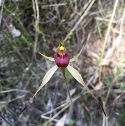 Caladenia montana (Mountain Spider Orchid) at Namadgi National Park - 29 Oct 2015 by TobiasHayashi