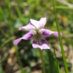 Viola betonicifolia (Mountain Violet) at Bywong, NSW - 24 Oct 2015 by michaelb