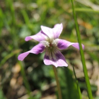 Viola betonicifolia (Mountain Violet) at Bywong, NSW - 24 Oct 2015 by MichaelBedingfield