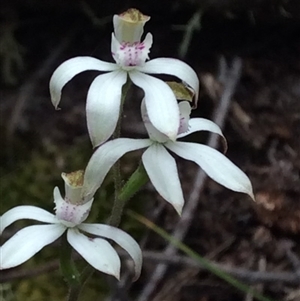 Caladenia moschata at Point 4081 - 17 Oct 2015