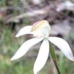 Caladenia moschata at Point 4081 - 17 Oct 2015