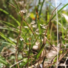 Scutellaria humilis (Dwarf Skullcap) at Bywong, NSW - 24 Oct 2015 by michaelb