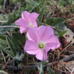 Convolvulus angustissimus subsp. angustissimus (Australian Bindweed) at Bywong, NSW - 24 Oct 2015 by MichaelBedingfield