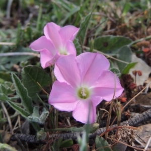 Convolvulus angustissimus subsp. angustissimus at Bywong, NSW - 24 Oct 2015