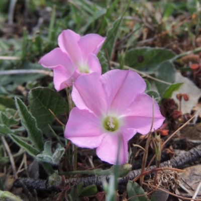 Convolvulus angustissimus subsp. angustissimus (Australian Bindweed) at Bywong, NSW - 24 Oct 2015 by MichaelBedingfield