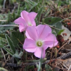 Convolvulus angustissimus subsp. angustissimus (Australian Bindweed) at Bywong, NSW - 24 Oct 2015 by michaelb
