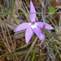 Glossodia major (Wax Lip Orchid) at Point 4081 - 17 Oct 2015 by catherine.gilbert