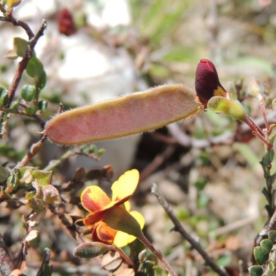 Bossiaea buxifolia (Matted Bossiaea) at Bywong, NSW - 24 Oct 2015 by MichaelBedingfield