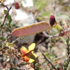 Bossiaea buxifolia (Matted Bossiaea) at Bywong, NSW - 24 Oct 2015 by michaelb