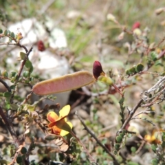 Bossiaea buxifolia at Bywong, NSW - 24 Oct 2015 03:50 PM