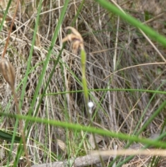 Unidentified at Aranda Bushland - 16 Oct 2015 by catherine.gilbert