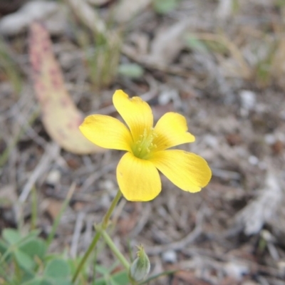 Oxalis sp. (Wood Sorrel) at Bywong, NSW - 24 Oct 2015 by michaelb